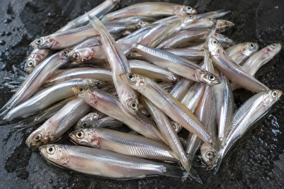 Nethallu — Whole catch · representative