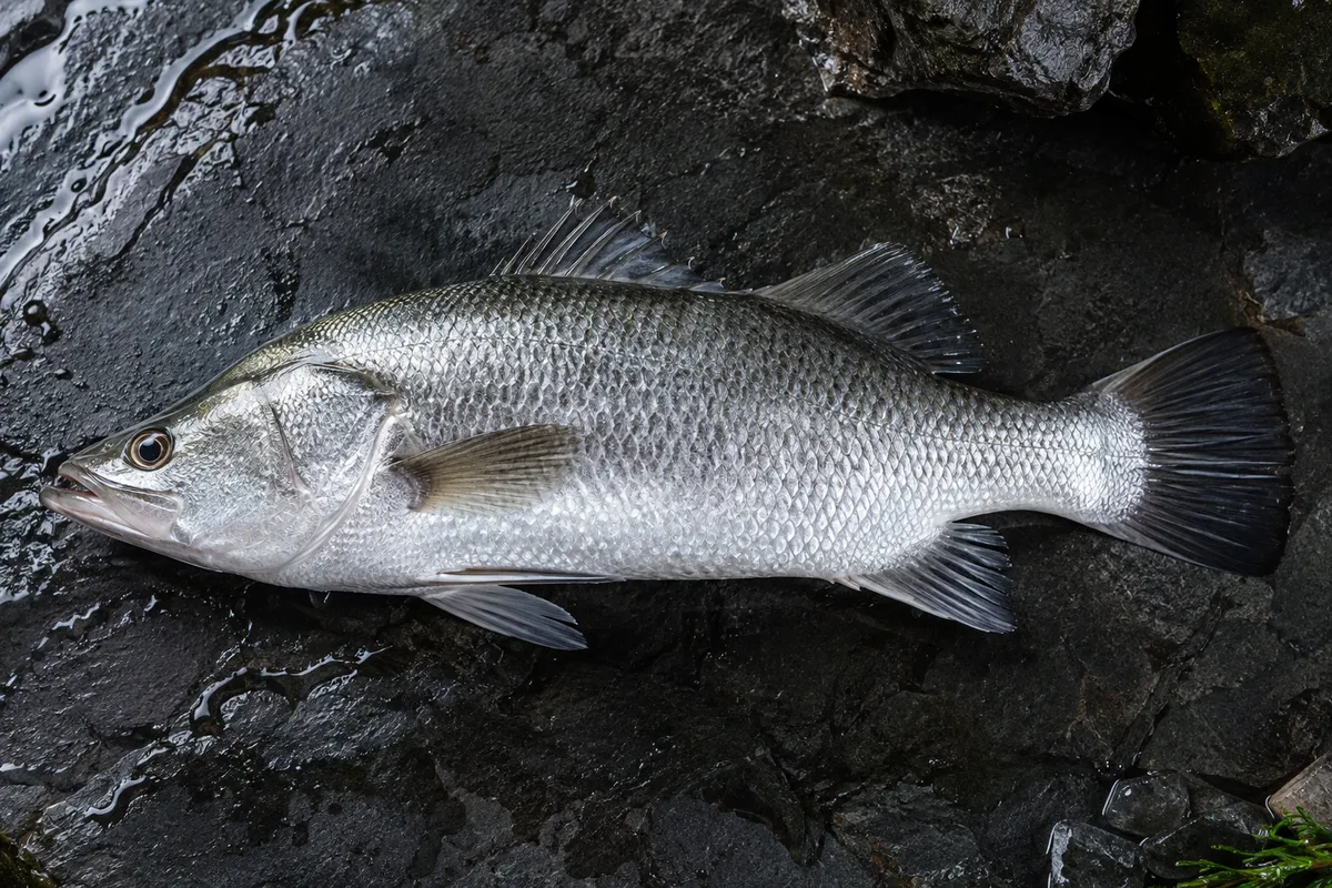 Seabass — Whole catch · representative